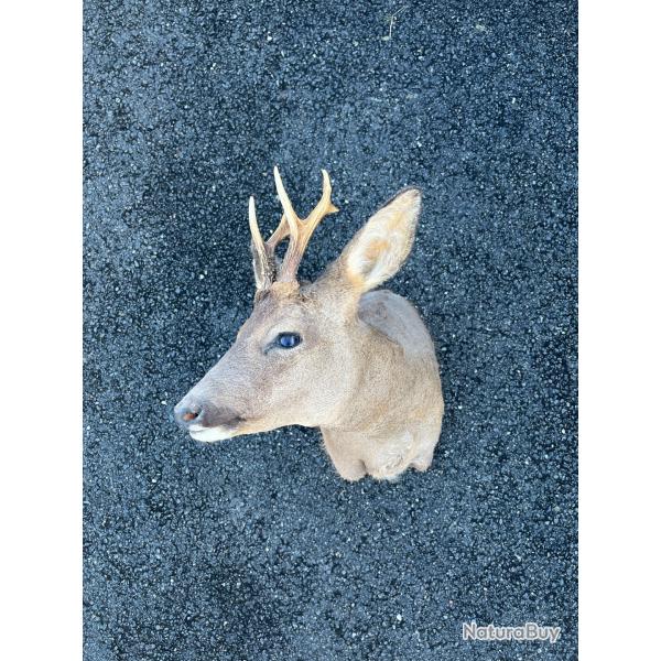 T�te de brocard sans �cusson