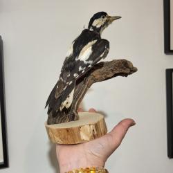 Oiseau empaill&eacute; collection ancienne tr&egrave;s ancienne