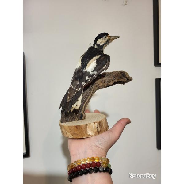 Oiseau empaill� collection ancienne tr�s ancienne