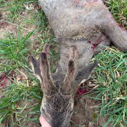 Bracelet chevreuil approche/aff&ucirc;t