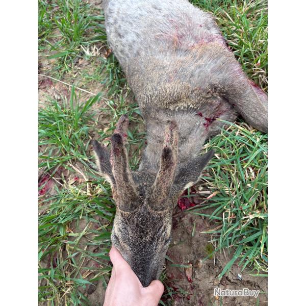 Bracelet chevreuil approche/aff�t