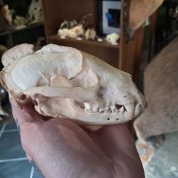 Cr&acirc;ne de blaireau Europ&eacute;en ; Meles meles #0602