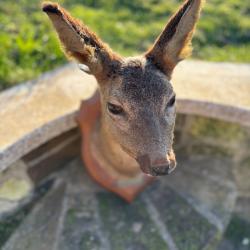 Troph&eacute;e de chevreuils cerf sangliers