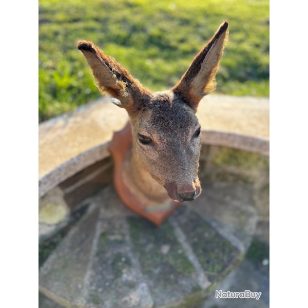 Troph�e de chevreuils cerf sangliers