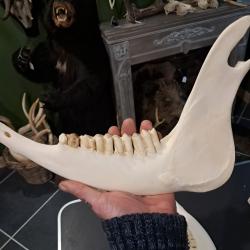 M&acirc;choire de vache ; Bos taurus (prix pour une demi-m&acirc;choire)