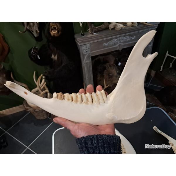 M�choire de vache ; Bos taurus (prix pour une demi-m�choire)