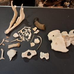 Lot de curiosit&eacute;s diverses #0303