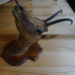 Taxidermie Isard des Pyr&eacute;n&eacute;es