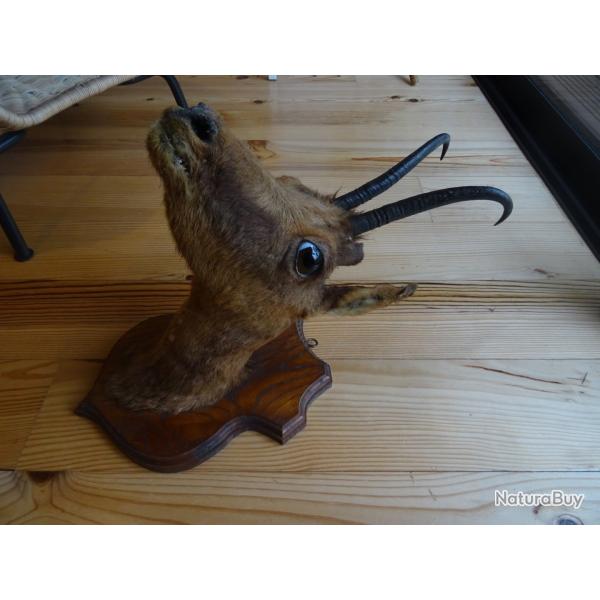 Taxidermie Isard des Pyr�n�es