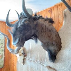 T&ecirc;te gnou / taxidermie/ africain / chasse