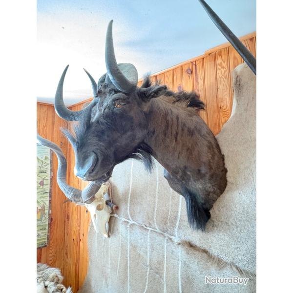 T�te gnou / taxidermie/ africain / chasse