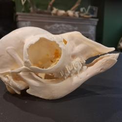 Cr&acirc;ne de lama juv&eacute;nile ; Lama glama