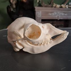 Cr&acirc;ne de lama juv&eacute;nile ; Lama glama #0603