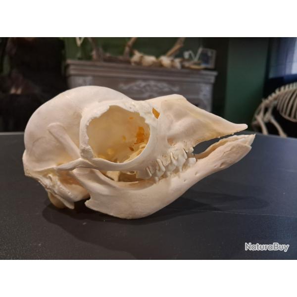 Cr�ne de lama juv�nile ; Lama glama