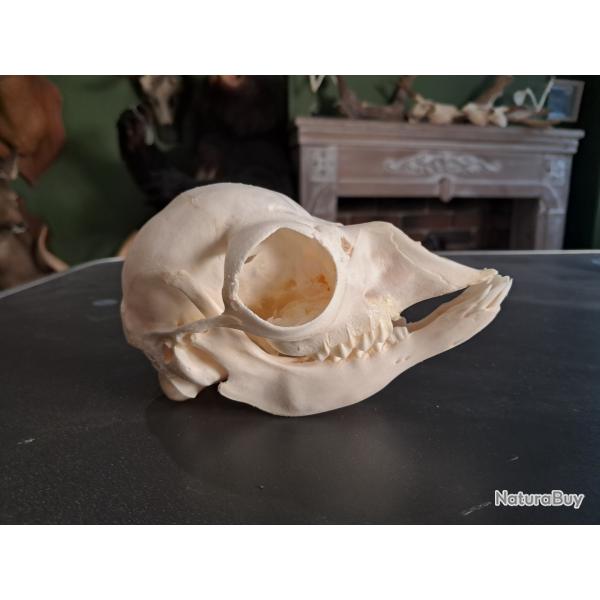 Cr�ne de lama juv�nile ; Lama glama #0603