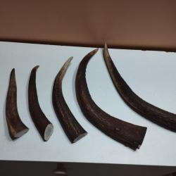 1 LOT BOIS CERF 6  ANDOUILLERS DE 15 A 33CM CHIEN ARTISANAT