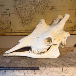 Cr&acirc;ne de girafe