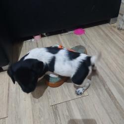 Epagneuls bretons non lof