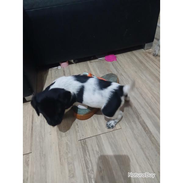 Epagneuls bretons non lof