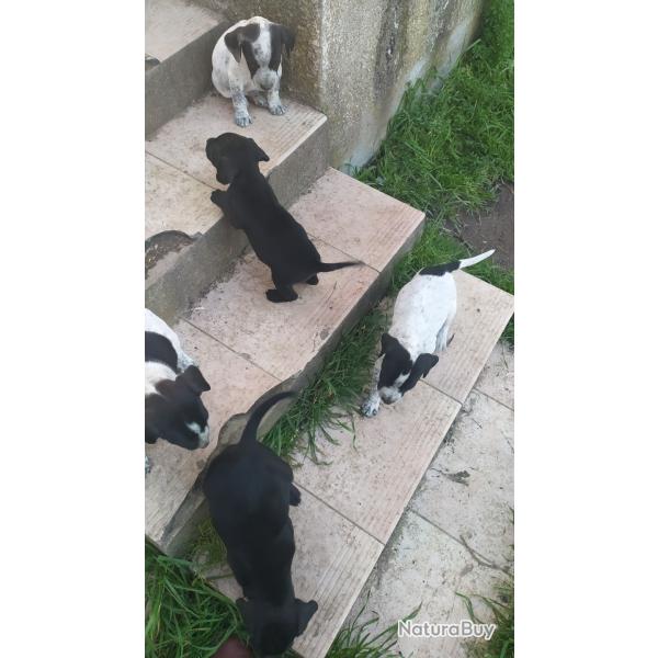Chiots type braque allemand ag� de 2 mois,id�al pour la chasse,