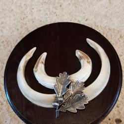 Troph&eacute;e d&eacute;fenses de sanglier saison 1999-2000