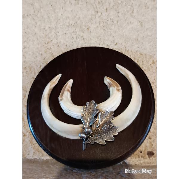 Troph�e d�fenses de sanglier saison 1999-2000