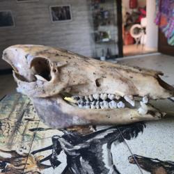 Cr&acirc;ne de sanglier