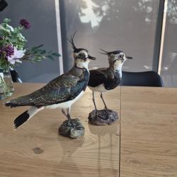 Paire de vanneaux hupp&eacute;s naturalis&eacute;s - taxidermie vintage - cabinet de curiosit&eacute;s
