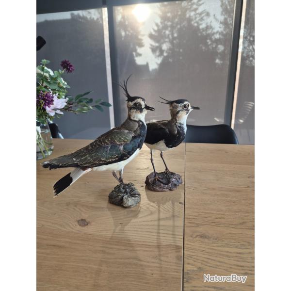 Paire de vanneaux hupp�s naturalis�s - taxidermie vintage - cabinet de curiosit�s