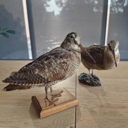 Paire de becasses naturalis&eacute;es