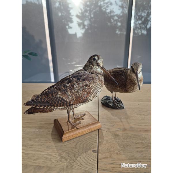 Paire de becasses naturalis�es