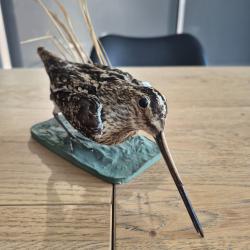 Becassine des marais naturalis&eacute;e