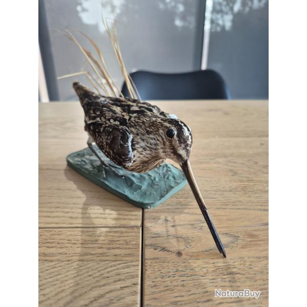 Becassine des marais naturalis�e