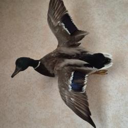 Canard colvert PAS D'ENVOI UNIQUEMENT mise EN MAIN PROPRE