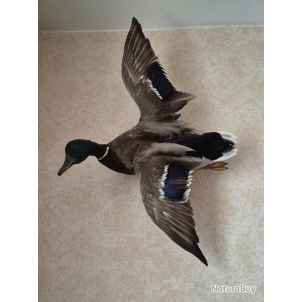 Canard colvert PAS D'ENVOI UNIQUEMENT mise EN MAIN PROPRE