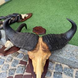 Troph&eacute;e africain