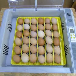 Couveuse automatique 36 oeufs - NEUVE - Tr&egrave;s facile d'utilisation