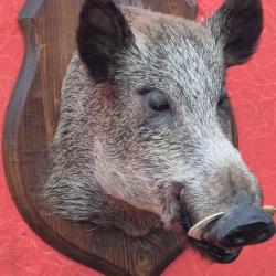 Tr&egrave;s grosse t&ecirc;te de sanglier
