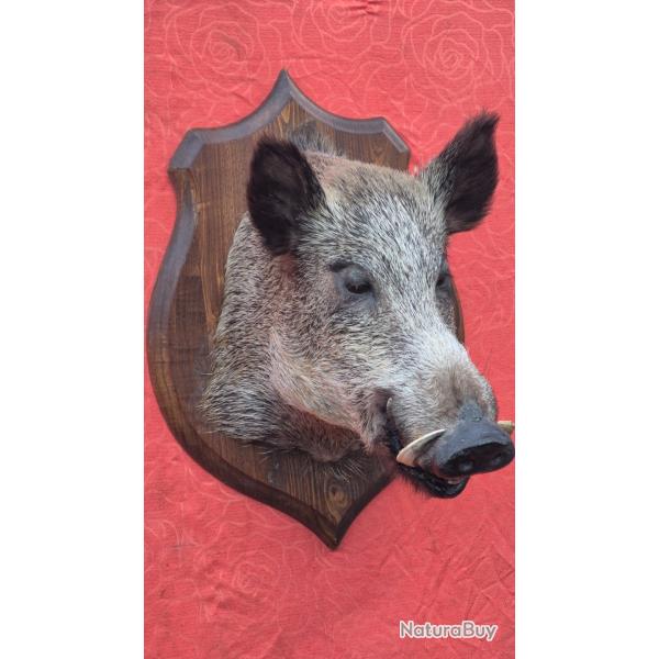 Tr�s grosse t�te de sanglier