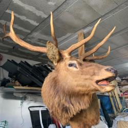 Vendre t&ecirc;te naturalis&eacute;e : wapiti , &eacute;lan T&ecirc;te du wapiti en bonne &eacute;tat T&ecirc;te de l'&eacute;lan &eacute;tat moyen