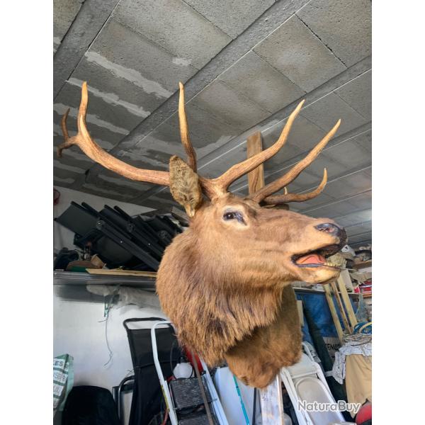 Vendre t�te naturalis�e : wapiti , �lan T�te du wapiti en bonne �tat T�te de l'�lan �tat moyen