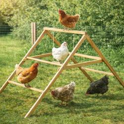 Perchoir poules en bois 2 &eacute;chelles avec balan&ccedil;oire