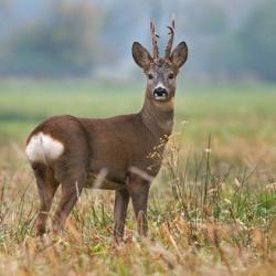 Recherche bracelet de brocard.