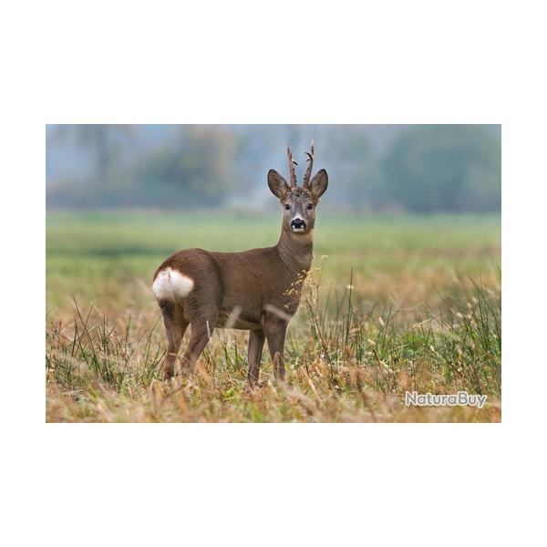 Recherche bracelet de brocard.