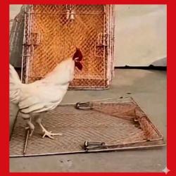 Filet de Chasse pour Pigeons et Faisans ( livraison gratuite )