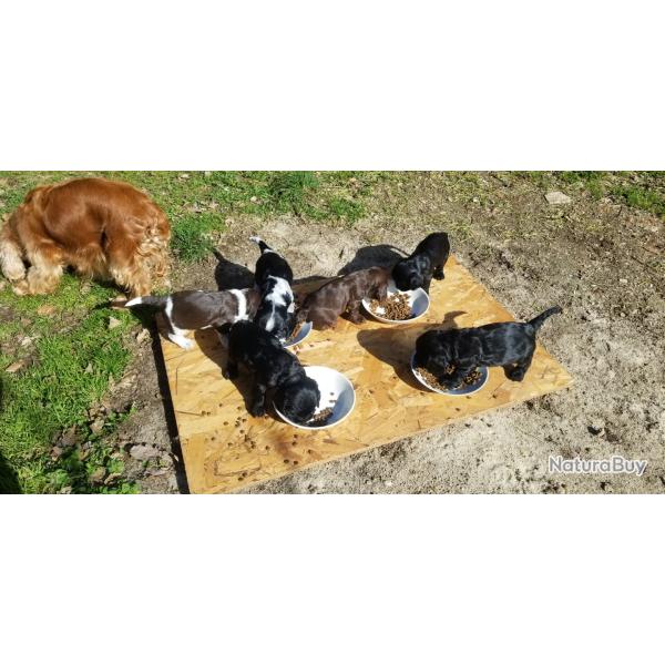 Chien cocker anglais