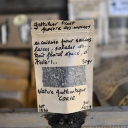 Le gattilier corse:  poivre des moines du maquis