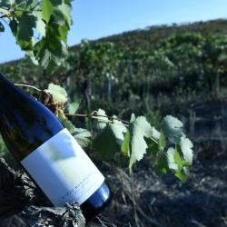 Roca gianca blanc du domaine buzzo-bunifazziu