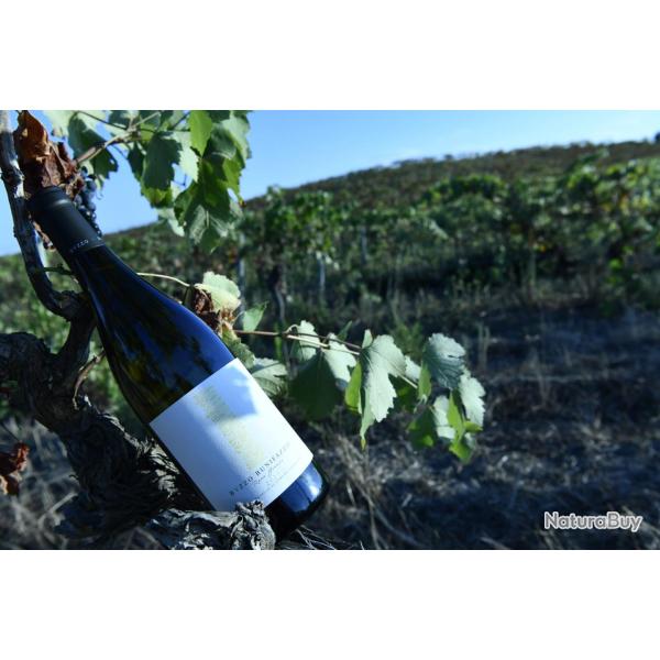 Roca gianca blanc du domaine buzzo-bunifazziu