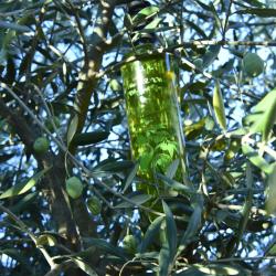 Huile d'olive bio extra vierge santa lucia 25cl.